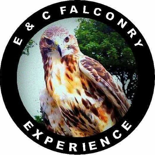 e-c-falconry-experience
